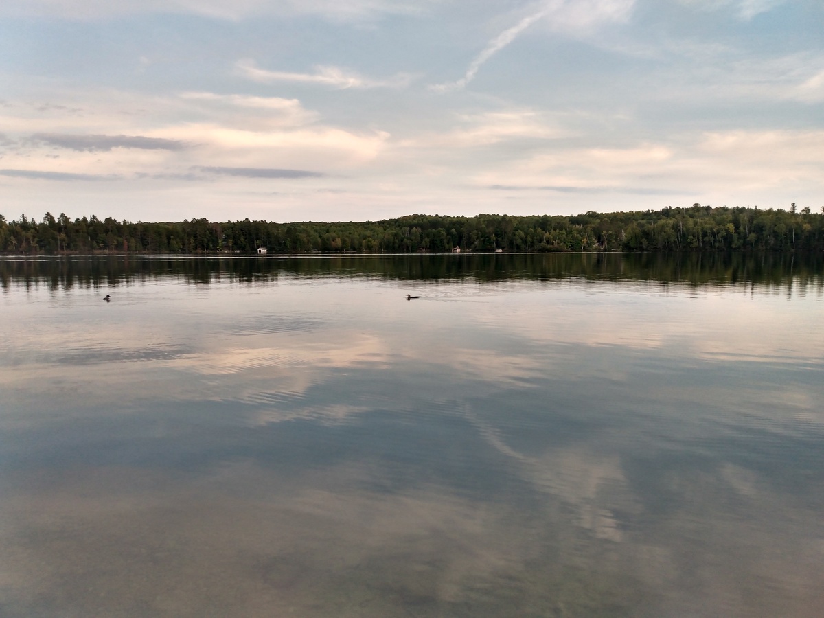 Loons on Fortune Lakes