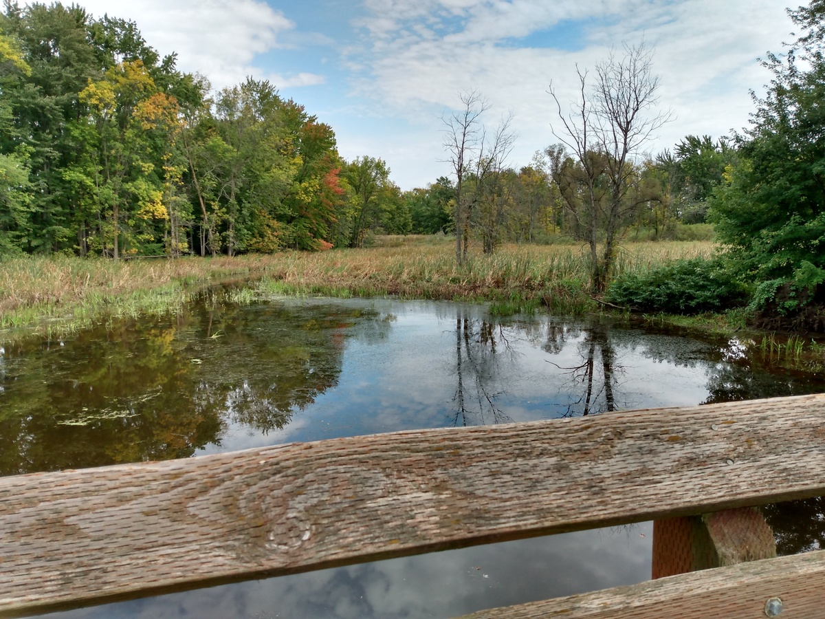 A marsh along the Fox River State Trail